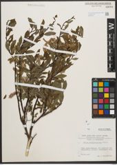 Foto von Salix waldsteiniana Willd.
